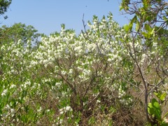 Campomanesia adamantium