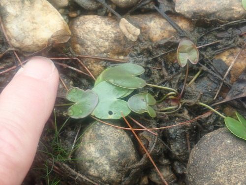 Image of Nymphoides cordata by no rights reserved