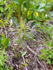 Pedicularis bracteosa