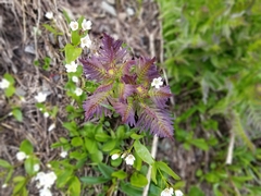 Pedicularis bracteosa