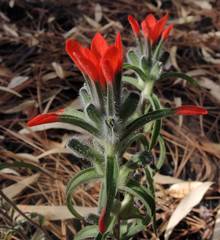 Castilleja nervata