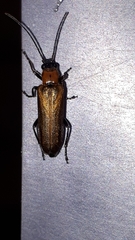 Anogcodes rufiventris