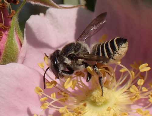 iNaturalist observation photo of Leafcutter, Mortar, and Resin Bees