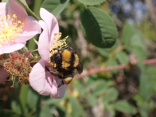 iNaturalist observation photo of Sonoran Bumble Bee