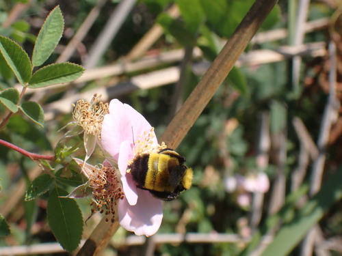 iNaturalist observation photo of Sonoran Bumble Bee