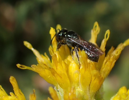 iNaturalist observation photo of Zadontomerus