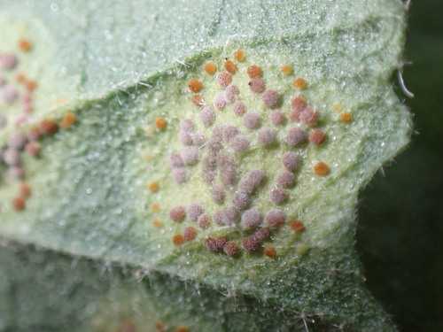 iNaturalist observation photo of Hollyhock Rust