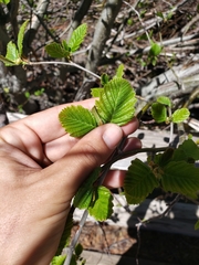 Alnus incana tenuifolia