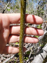 Alnus incana tenuifolia
