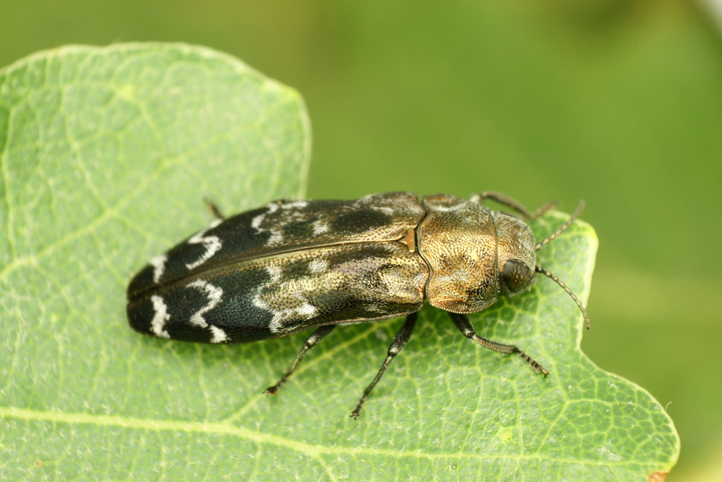Coraebus undatus