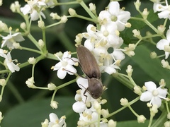 Agriotes pilosellus