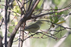 Phylloscopus ibericus