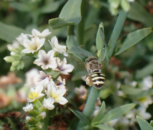 iNaturalist observation photo of Calliopsis hesperia