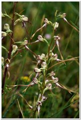 Himantoglossum caprinum