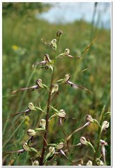 Himantoglossum caprinum