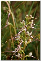 Himantoglossum caprinum