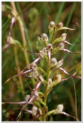 Himantoglossum caprinum