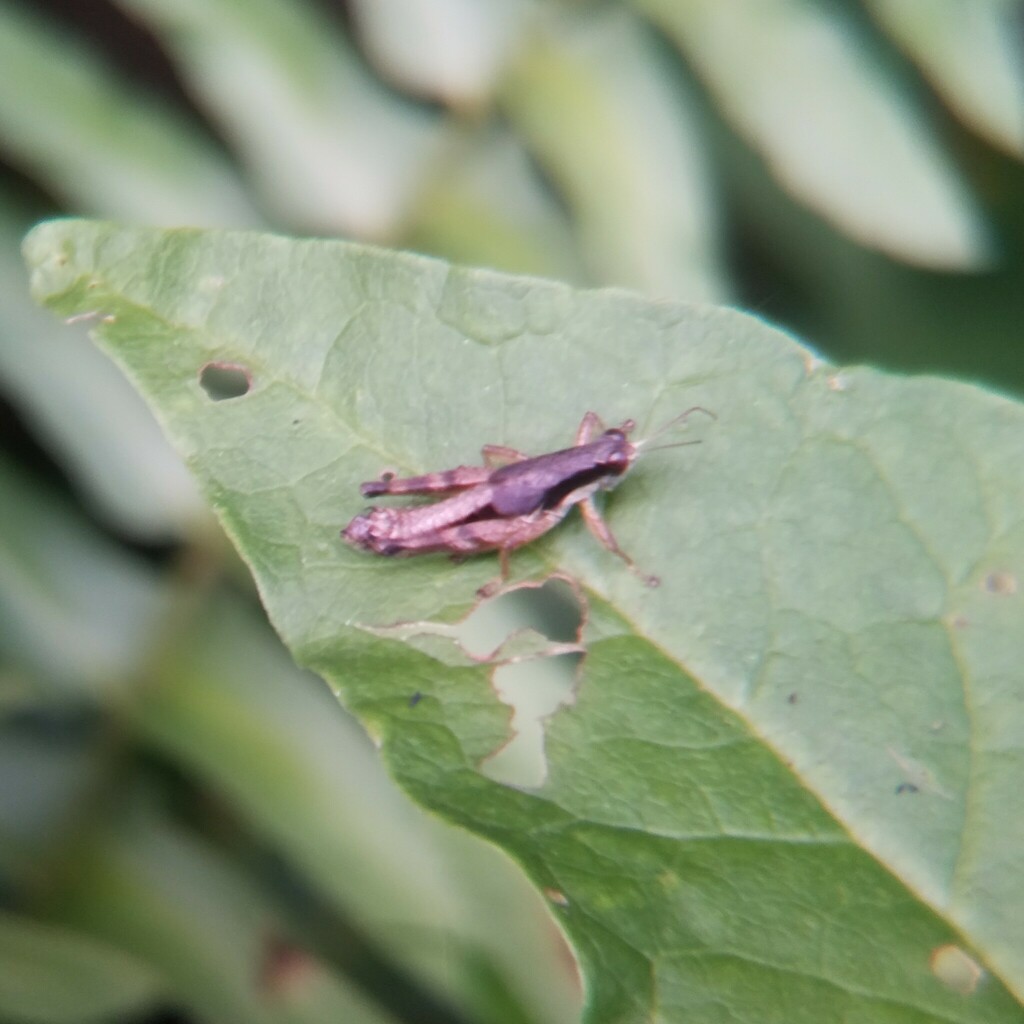 decorated melanoplus