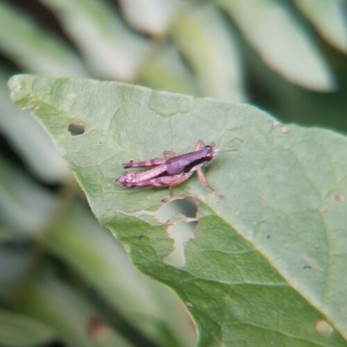 decorated melanoplus