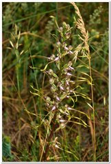 Himantoglossum caprinum