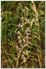 Himantoglossum caprinum