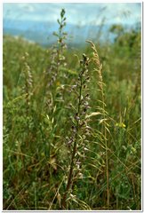 Himantoglossum caprinum