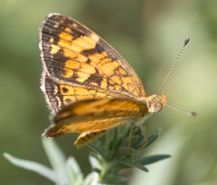 Phyciodes tharos riocolorado