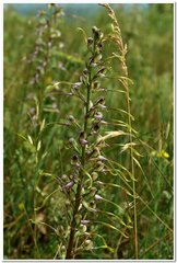 Himantoglossum caprinum