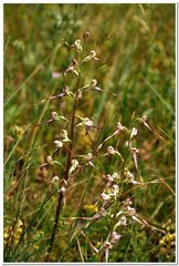 Himantoglossum caprinum