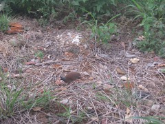 Crypturellus parvirostris