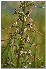 Himantoglossum caprinum