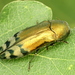 Metallic Wood-boring Beetle - Photo (c) Tom Kwast, some rights reserved (CC BY-NC), uploaded by Tom Kwast