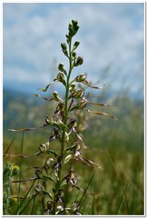 Himantoglossum caprinum
