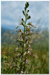 Himantoglossum caprinum