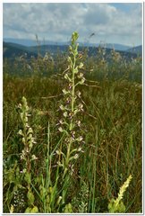 Himantoglossum caprinum