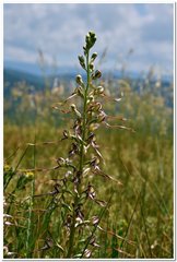 Himantoglossum caprinum
