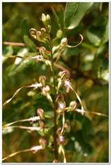 Himantoglossum caprinum