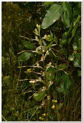 Himantoglossum caprinum