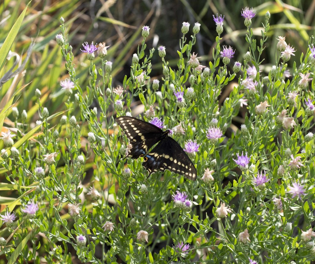 Indra Swallowtail