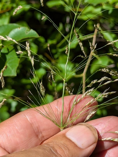 Image of Oloptum thomasii by no rights reserved