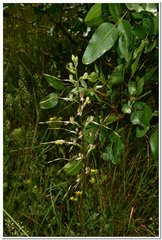 Himantoglossum caprinum