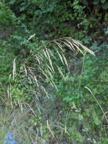 Image of Oloptum thomasii by no rights reserved