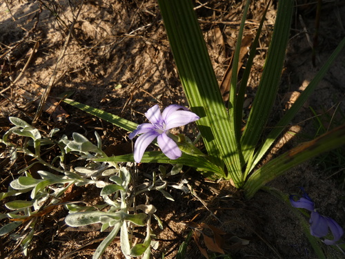 Image of Babiana villosula by (c) Sean Hartnett, some rights reserved (CC BY)