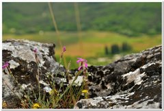 Dianthus humilis