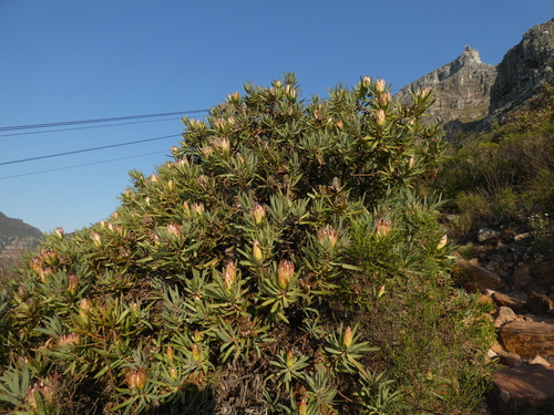 Image of Protea burchellii by (c) Sean Hartnett, some rights reserved (CC BY)