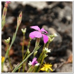 Dianthus humilis