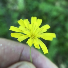 Hieracium venosum