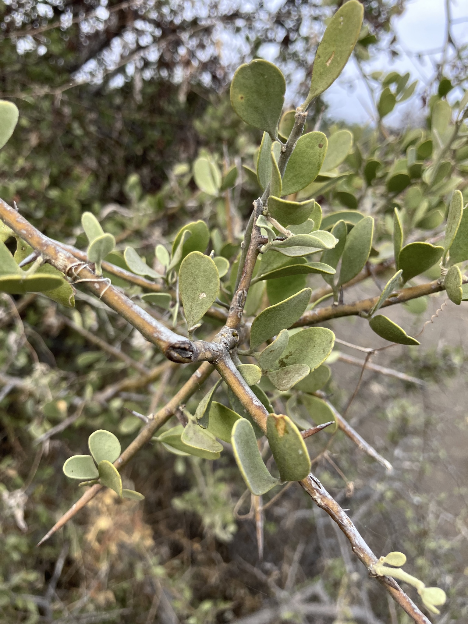 Small Torchwood (Balanites pedicellaris)
