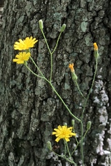 Hieracium venosum