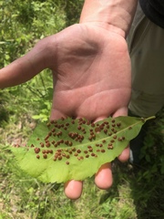 Phylloxera caryaefallax